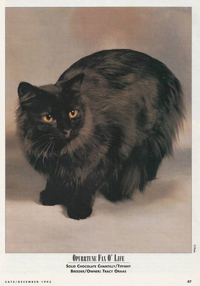 Chantilly Cat Fancy 1995 pt 3